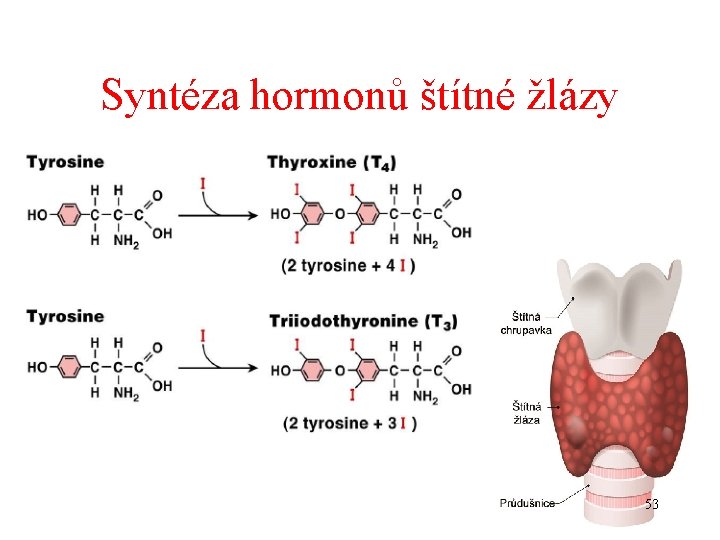 Syntéza hormonů štítné žlázy 53 