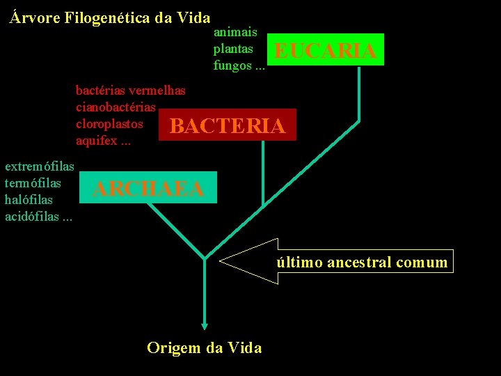 Árvore Filogenética da Vida animais plantas fungos. . . EUCARIA bactérias vermelhas cianobactérias cloroplastos