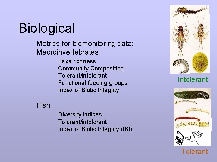 Biological Metrics for biomonitoring data: Macroinvertebrates Taxa richness Community Composition Tolerant/intolerant Functional feeding groups