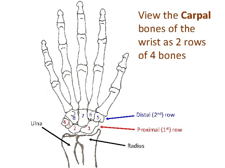 View the Carpal bones of the wrist as 2 rows of 4 bones Ulna