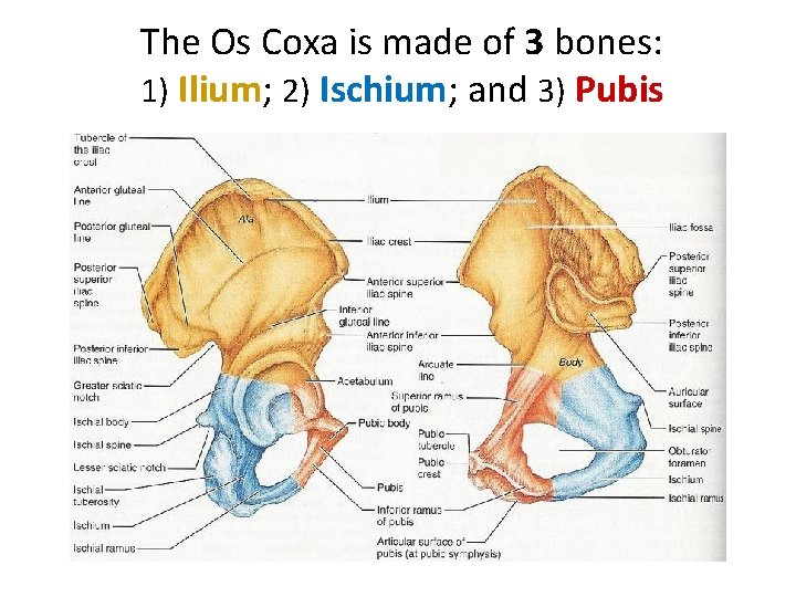 The Os Coxa is made of 3 bones: 1) Ilium; 2) Ischium; and 3)