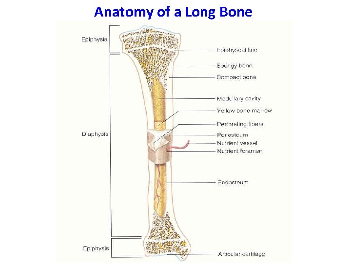 Anatomy of a Long Bone 