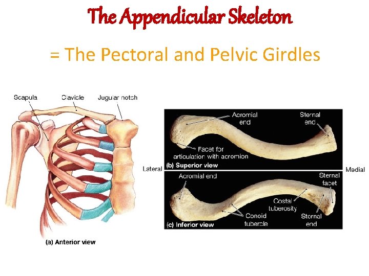 The Appendicular Skeleton = The Pectoral and Pelvic Girdles 