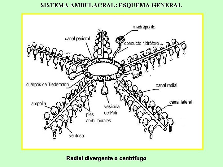 SISTEMA AMBULACRAL: ESQUEMA GENERAL Radial divergente o centrífugo 