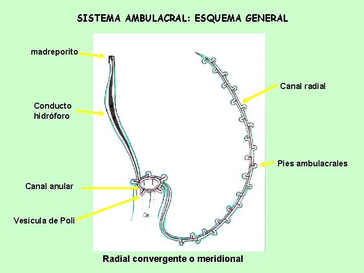 SISTEMA AMBULACRAL: ESQUEMA GENERAL madreporito Canal radial Conducto hidróforo Pies ambulacrales Canal anular Vesícula