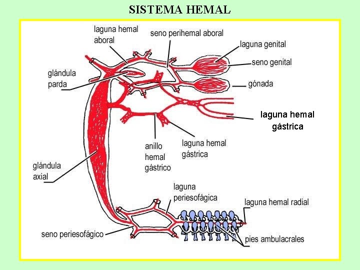 SISTEMA HEMAL laguna hemal gástrica 