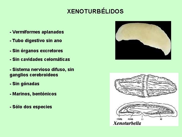 XENOTURBÉLIDOS - Vermiformes aplanados - Tubo digestivo sin ano - Sin órganos excretores -