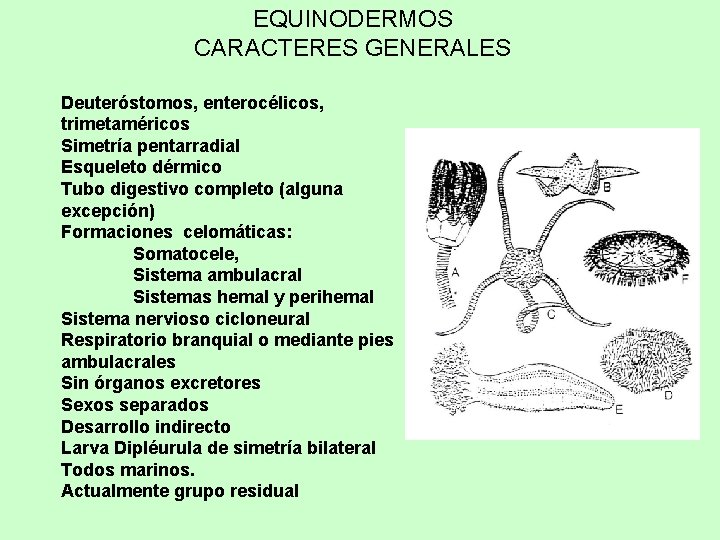 EQUINODERMOS CARACTERES GENERALES Deuteróstomos, enterocélicos, trimetaméricos Simetría pentarradial Esqueleto dérmico Tubo digestivo completo (alguna
