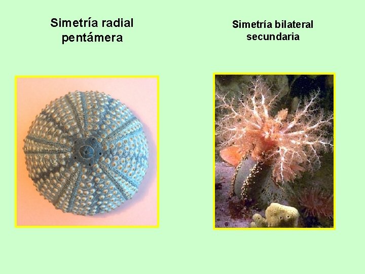 Simetría radial pentámera Simetría bilateral secundaria 