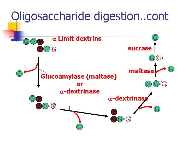 Oligosaccharide digestion. . cont a Limit dextrins G GG G G sucrase G G