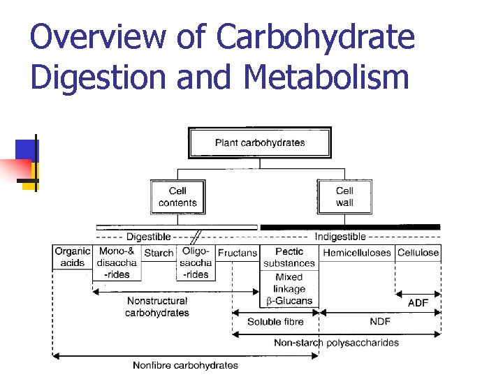 Overview of Carbohydrate Digestion and Metabolism 