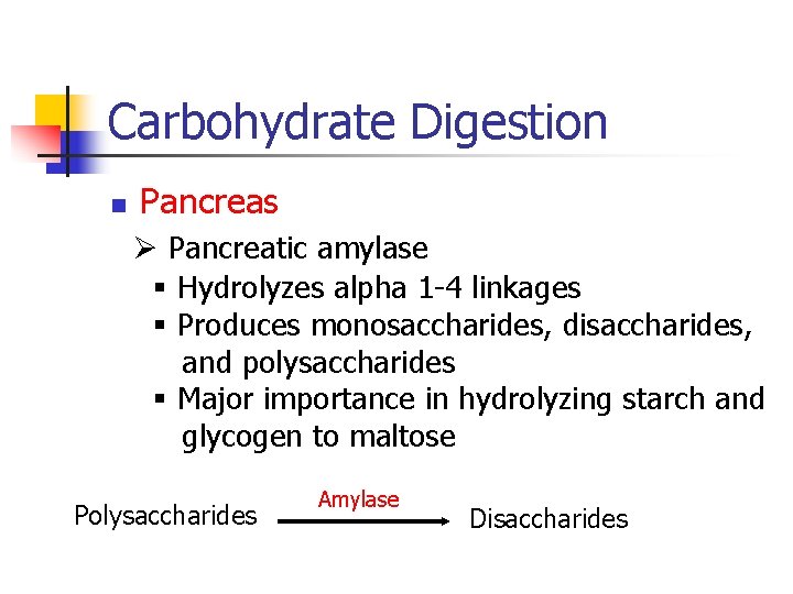 Carbohydrate Digestion n Pancreas Ø Pancreatic amylase § Hydrolyzes alpha 1 -4 linkages §