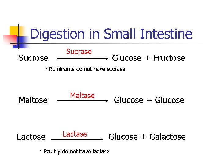 Digestion in Small Intestine Sucrose Sucrase Glucose + Fructose * Ruminants do not have