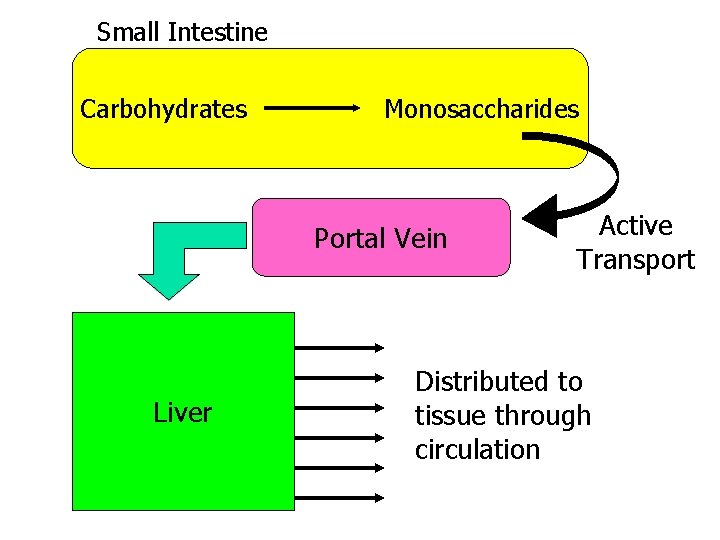 Small Intestine Carbohydrates Monosaccharides Portal Vein Liver Active Transport Distributed to tissue through circulation