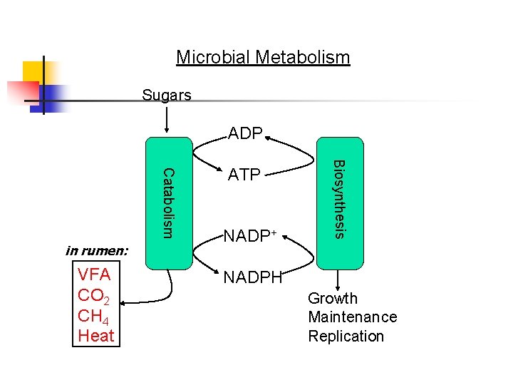 Microbial Metabolism Sugars ADP VFA CO 2 CH 4 Heat NADP+ Biosynthesis Catabolism in