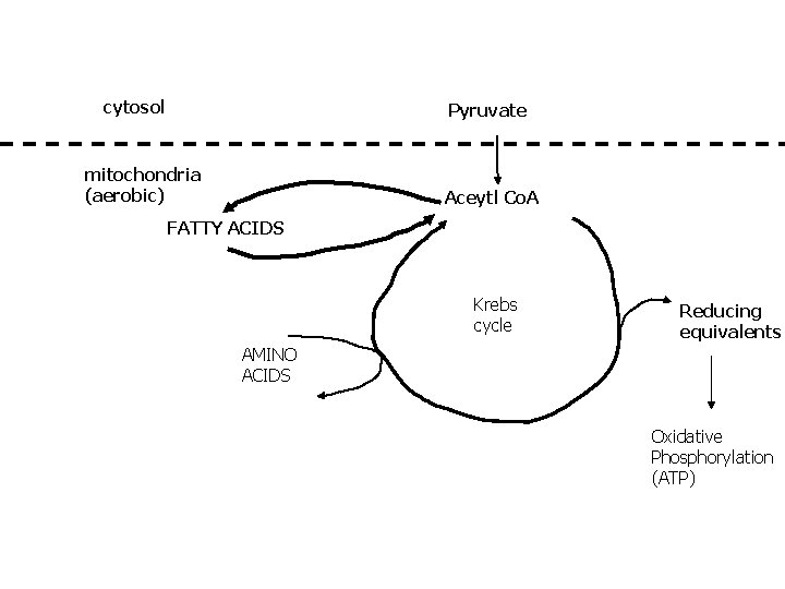 cytosol Pyruvate mitochondria (aerobic) Aceytl Co. A FATTY ACIDS Krebs cycle Reducing equivalents AMINO