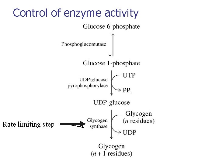 Control of enzyme activity Rate limiting step 