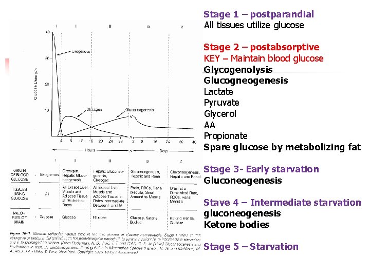 Stage 1 – postparandial All tissues utilize glucose Stage 2 – postabsorptive KEY –