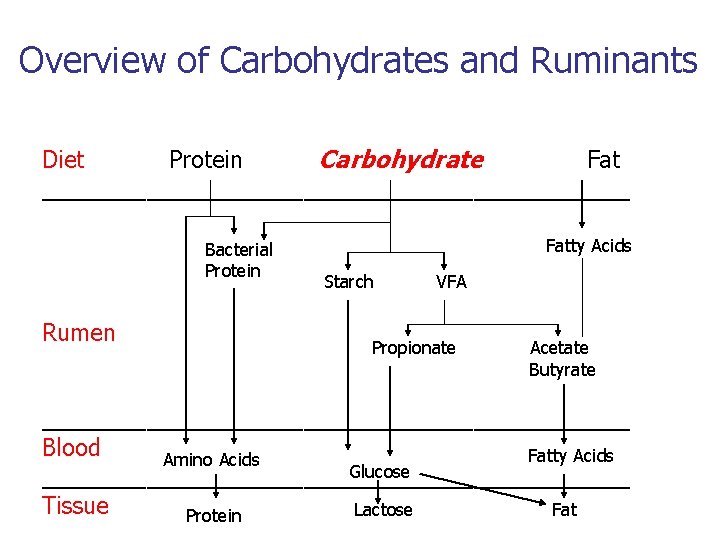 Overview of Carbohydrates and Ruminants Diet Protein Carbohydrate Fat _______________________ Bacterial Protein Rumen Fatty