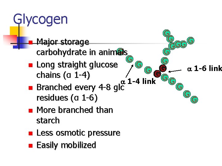 Glycogen n n n G G G Major storage G G G carbohydrate in