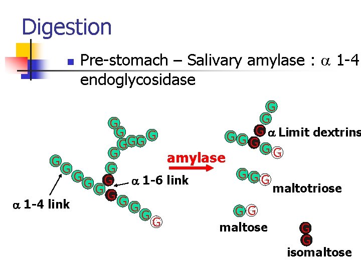 Digestion n Pre-stomach – Salivary amylase : a 1 -4 endoglycosidase G G G