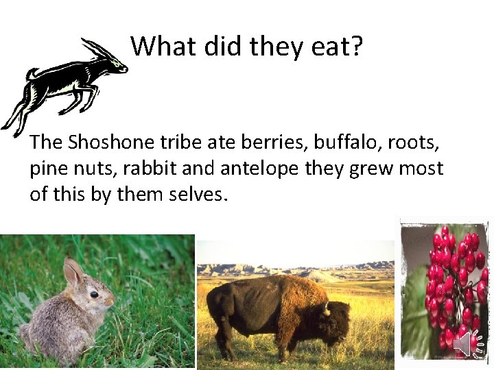 What did they eat? The Shoshone tribe ate berries, buffalo, roots, pine nuts, rabbit