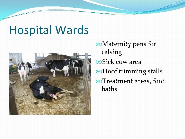 Hospital Wards Maternity pens for calving Sick cow area Hoof trimming stalls Treatment areas,
