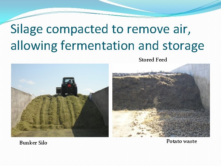 Silage compacted to remove air, allowing fermentation and storage Stored Feed Bunker Silo Potato