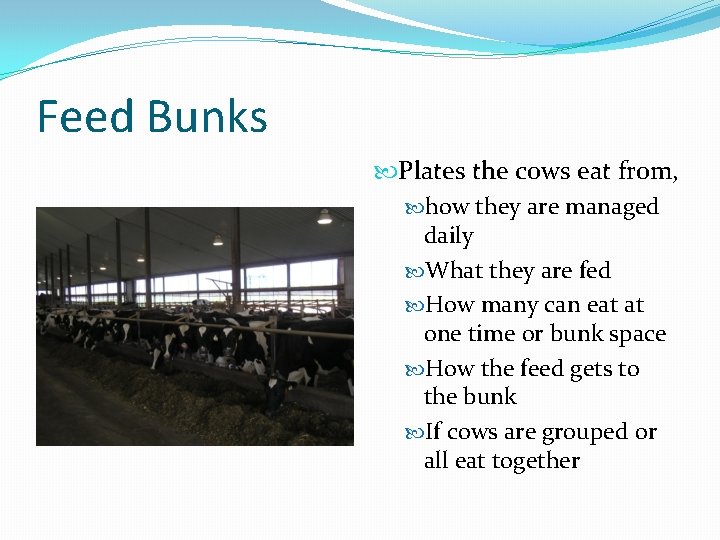 Feed Bunks Plates the cows eat from, how they are managed daily What they