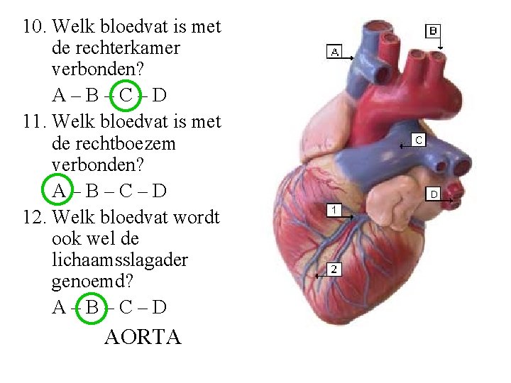 10. Welk bloedvat is met de rechterkamer verbonden? A–B–C–D 11. Welk bloedvat is met