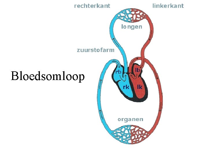 Bloedsomloop 