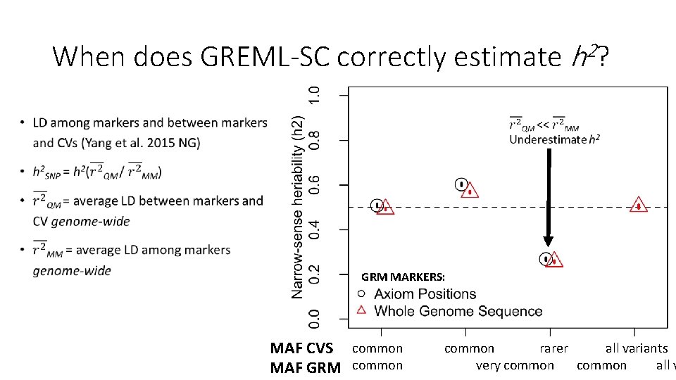 When does GREML-SC correctly estimate h 2? • GRM MARKERS: MAF CVS common rarer