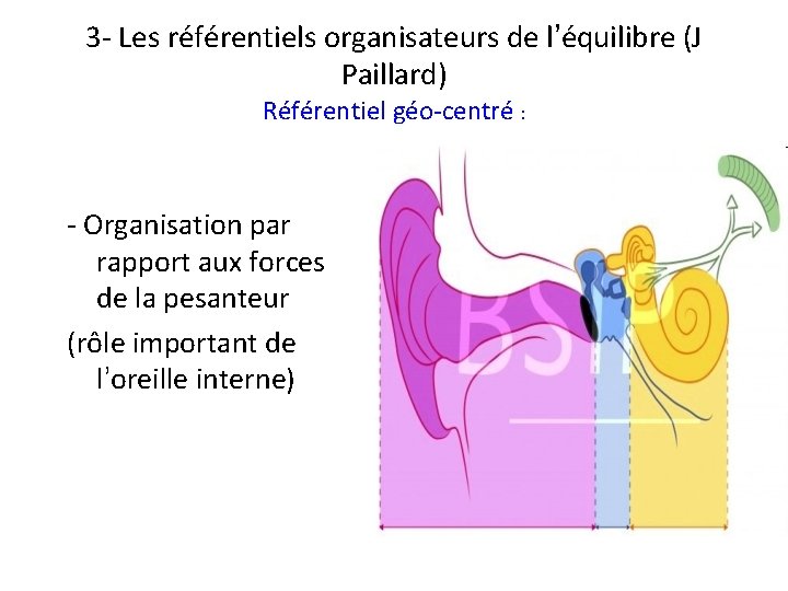 3 - Les référentiels organisateurs de l’équilibre (J Paillard) Référentiel géo-centré : - Organisation