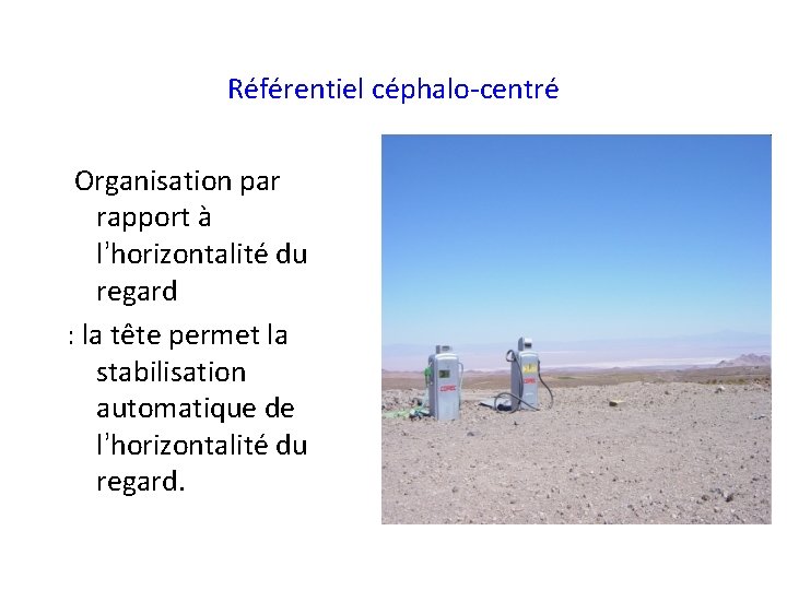 Référentiel céphalo-centré Organisation par rapport à l’horizontalité du regard : la tête permet la