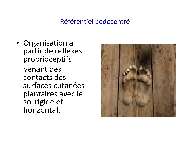 Référentiel pedocentré • Organisation à partir de réflexes proprioceptifs venant des contacts des surfaces
