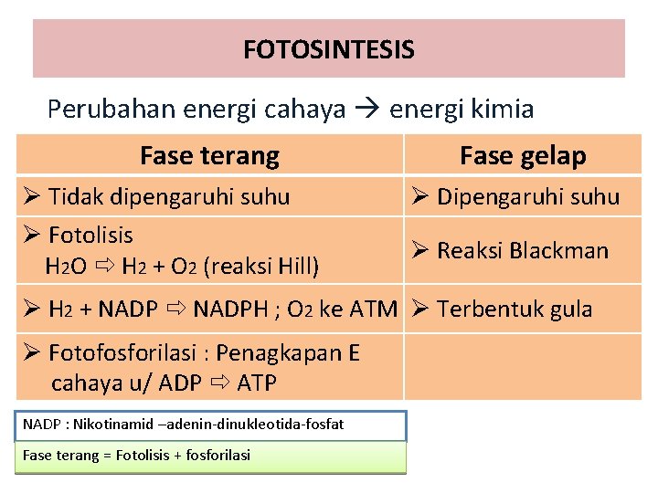 FOTOSINTESIS Perubahan energi cahaya energi kimia Fase terang Fase gelap Ø Tidak dipengaruhi suhu