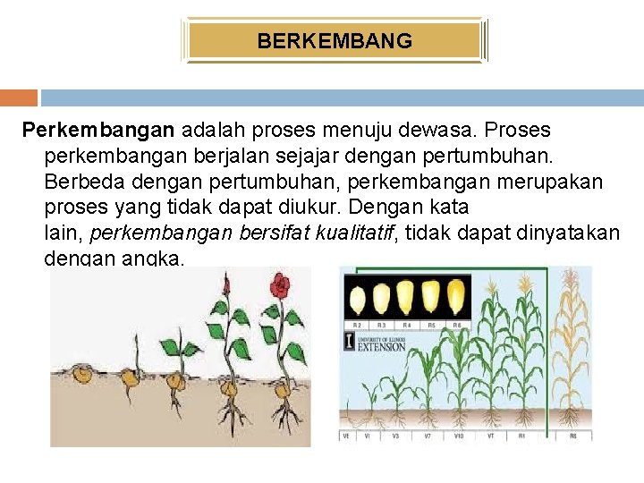 BERKEMBANG Perkembangan adalah proses menuju dewasa. Proses perkembangan berjalan sejajar dengan pertumbuhan. Berbeda dengan