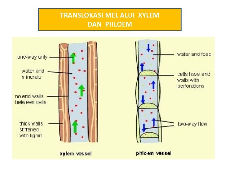 TRANSLOKASI MEL ALUI XYLEM DAN PHLOEM 