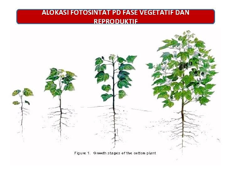 ALOKASI FOTOSINTAT PD FASE VEGETATIF DAN REPRODUKTIF 
