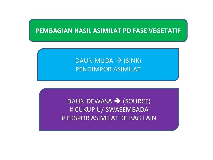 PEMBAGIAN HASIL ASIMILAT PD FASE VEGETATIF DAUN MUDA (SINK) PENGIMPOR ASIMILAT DAUN DEWASA (SOURCE)