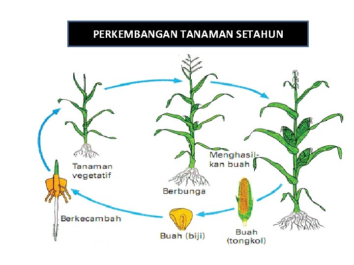 PERKEMBANGAN TANAMAN SETAHUN 