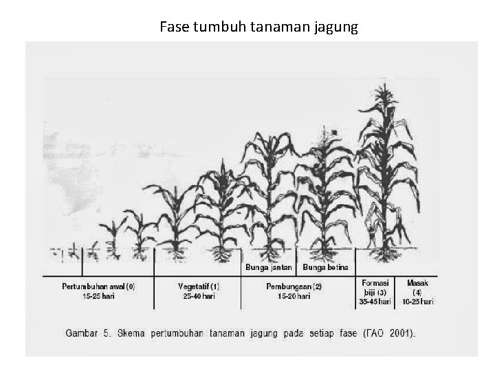 Fase tumbuh tanaman jagung 