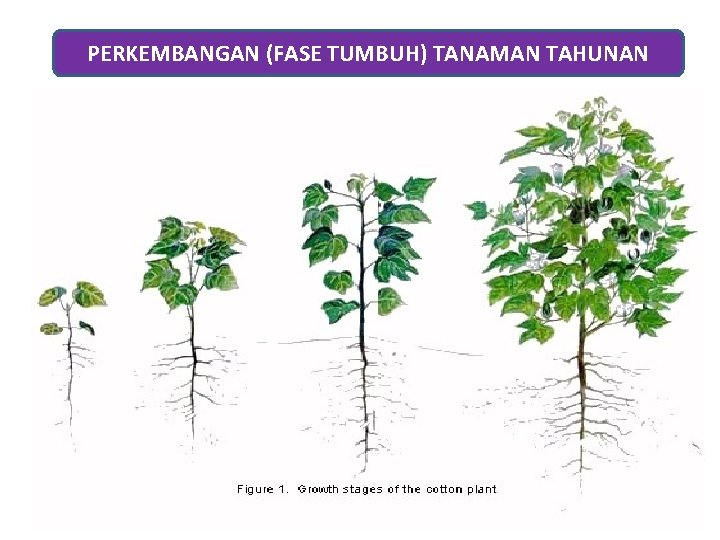PERKEMBANGAN (FASE TUMBUH) TANAMAN TAHUNAN 