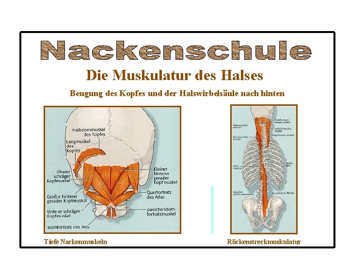 Die Muskulatur des Halses Beugung des Kopfes und der Halswirbelsäule nach hinten Tiefe Nackenmuskeln