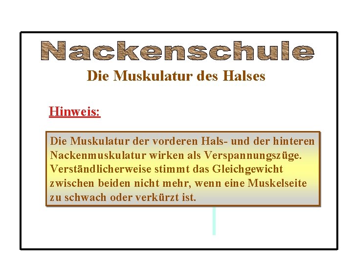 Die Muskulatur des Halses Hinweis: Die Muskulatur der vorderen Hals- und der hinteren Nackenmuskulatur