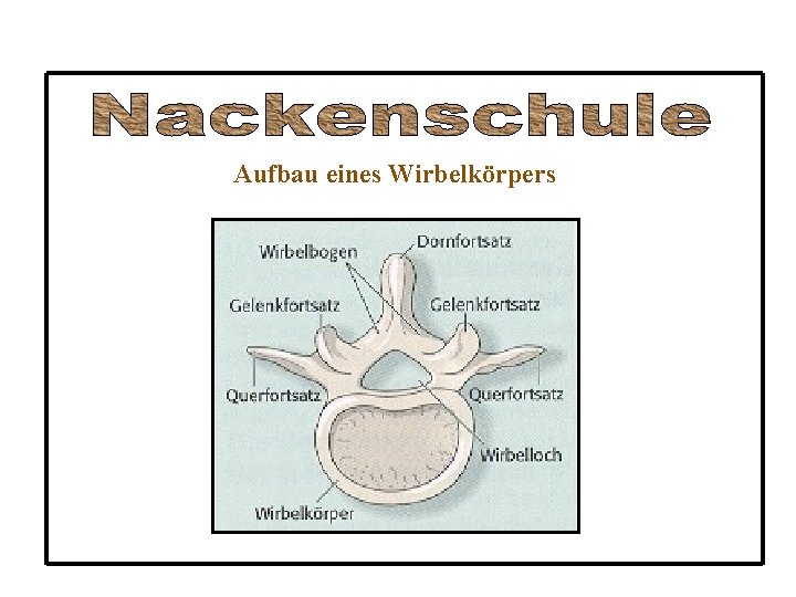 Aufbau eines Wirbelkörpers 