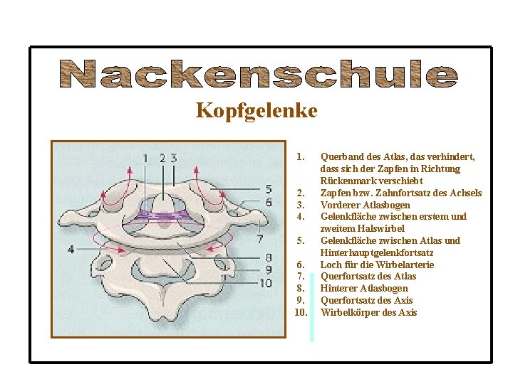 Kopfgelenke 1. 2. 3. 4. 5. 6. 7. 8. 9. 10. Querband des Atlas,