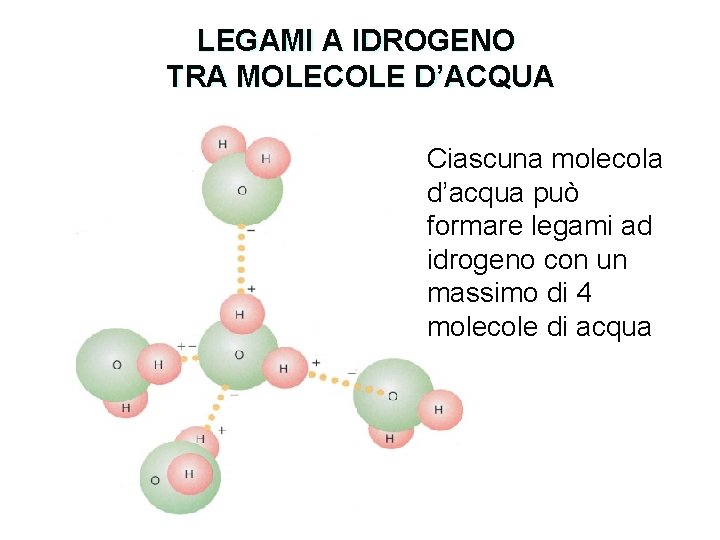 LEGAMI A IDROGENO TRA MOLECOLE D’ACQUA Ciascuna molecola d’acqua può formare legami ad idrogeno