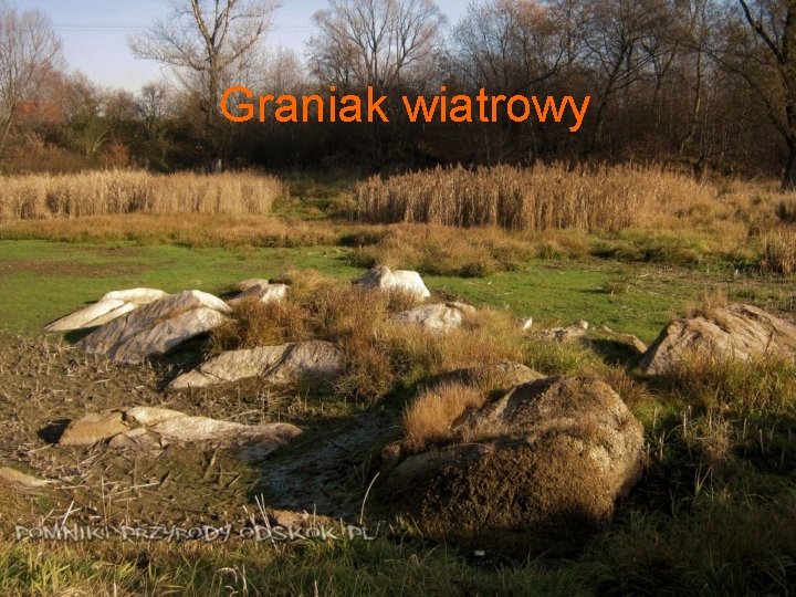 Graniak wiatrowy 