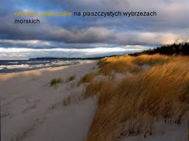 • Wydmy nadmorskie na piaszczystych wybrzeżach morskich • Wydmy nadmorskie na piaszczystych wybrzeżach morskich